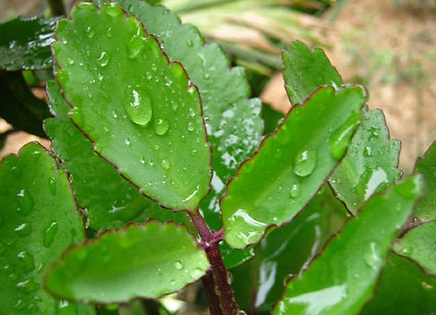 Káº¿t quáº£ hÃ¬nh áº£nh cho Äu Äá»§ xanh