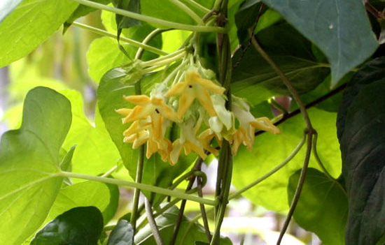 Káº¿t quáº£ hÃ¬nh áº£nh cho Äu Äá»§ xanh