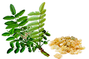 Nhũ hương Ấn Độ (Boswellia serrata)